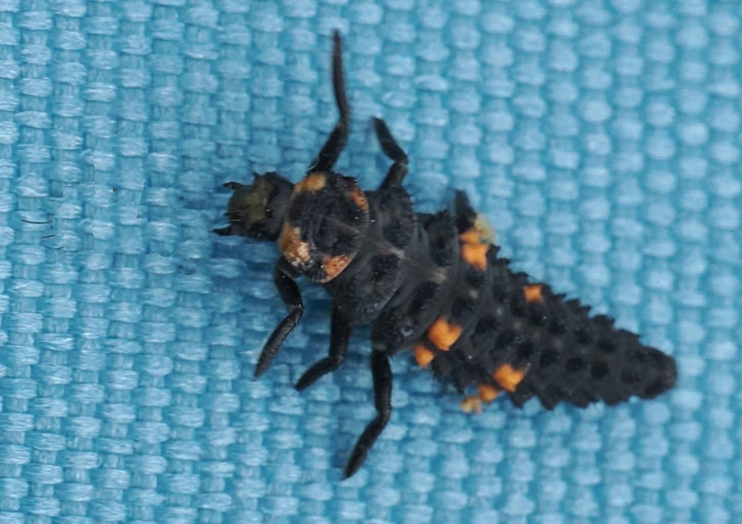 Coccinella-septempunctata-larva